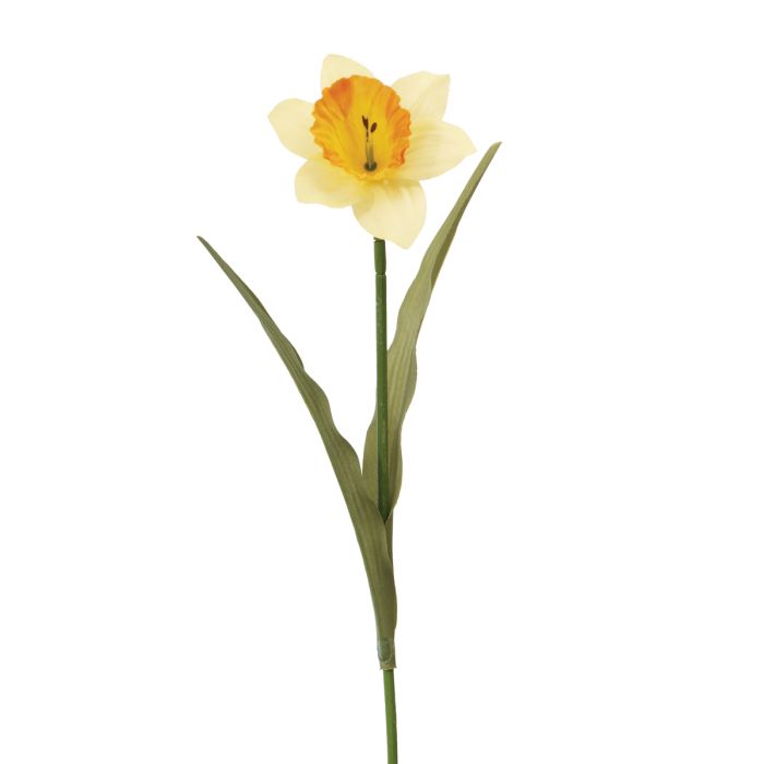 Daffodil 60cm