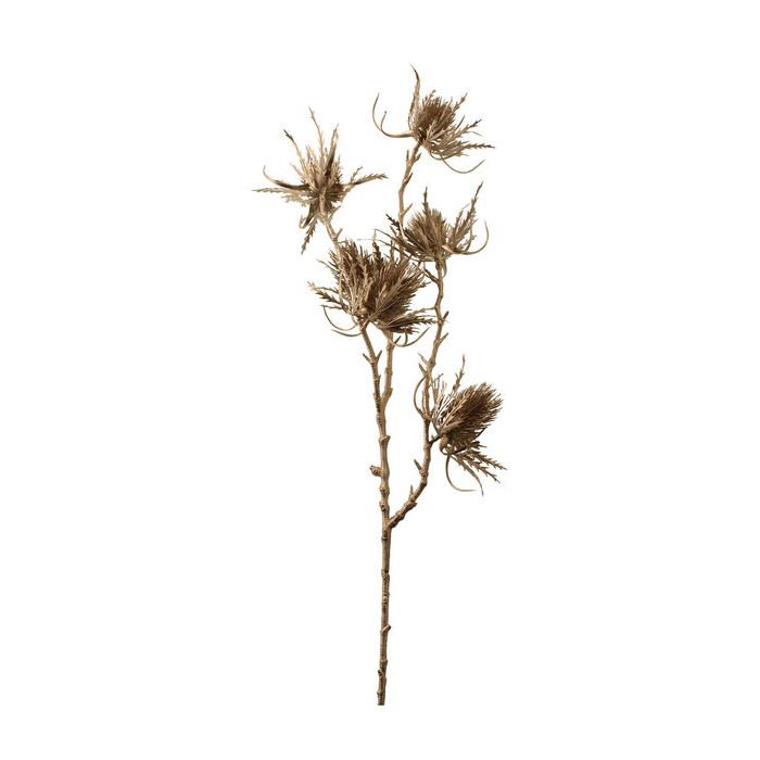 69cm Metallic Eryngium Spray Champagne
