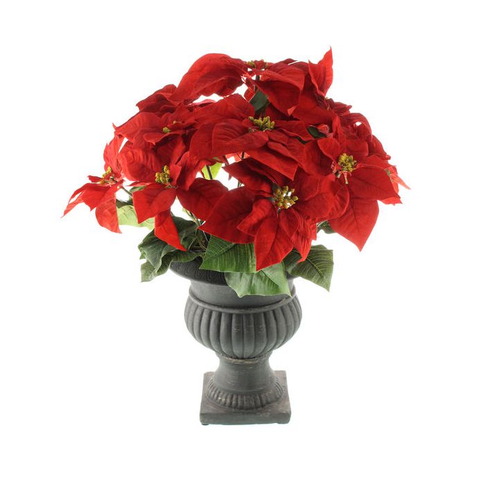 62cm Poinsettia Plant Red