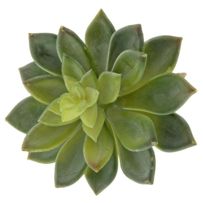 Artificial Succulent - Stonecrop 10cm - Green