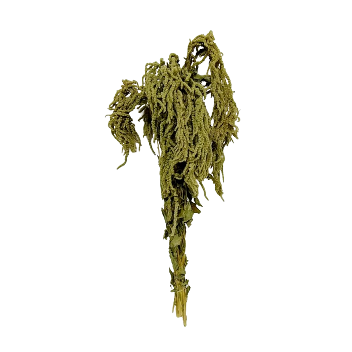 Amaranthus Caudatus Green