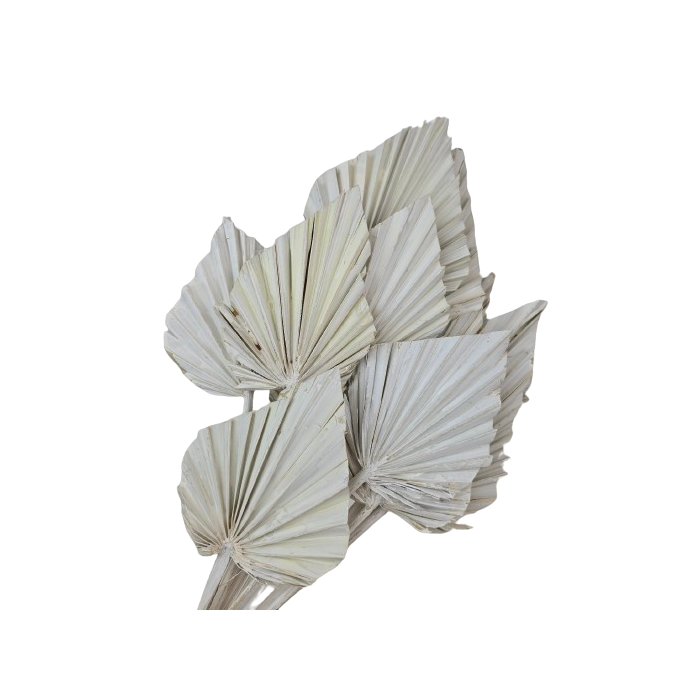 Palm Spear Misty White x 15