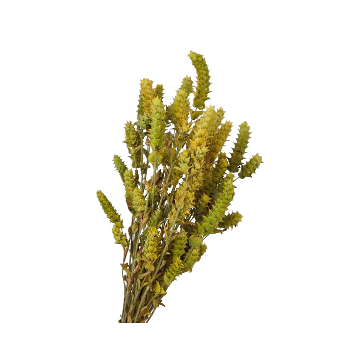 Salbei Antalya Natural