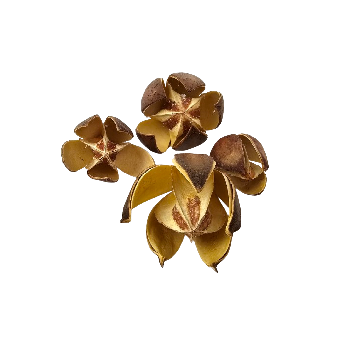 Wild Lily Natural x 20