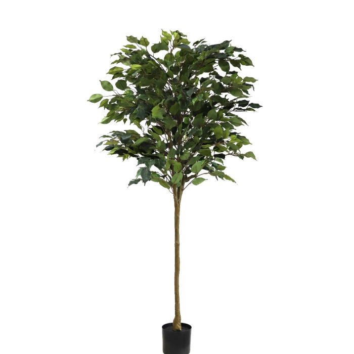 Ficus Standard U.V F.R - 160cm