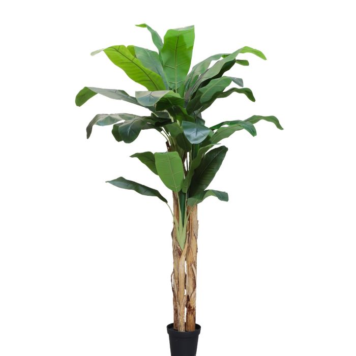 Banana Tree U.V F.R - 250cm