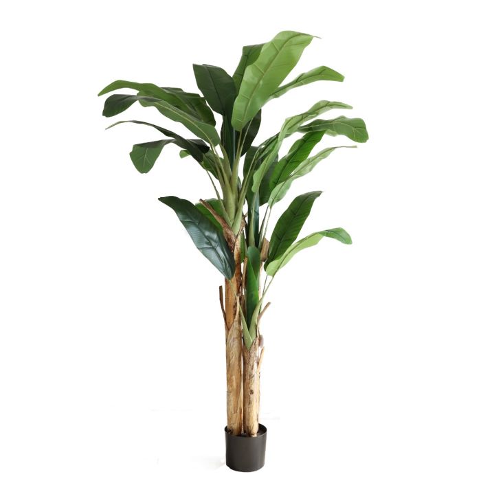 Banana Tree U.V F.R - 205cm