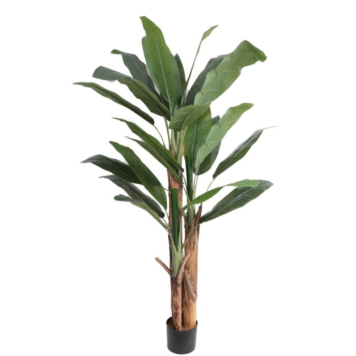 Banana Tree U.V F.R - 185cm