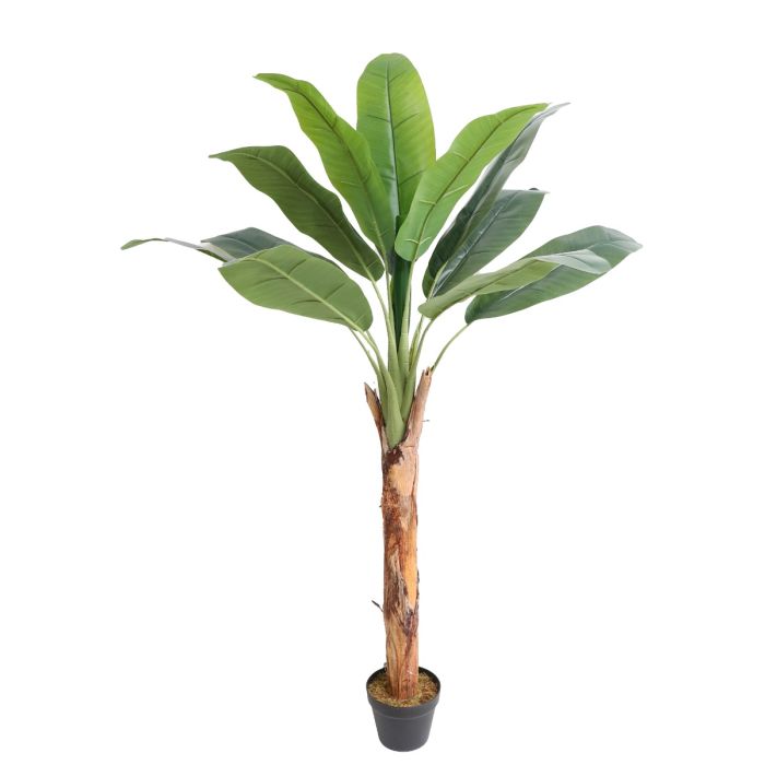 Banana Tree U.V F.R - 165cm