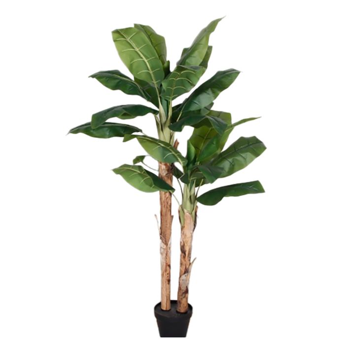 Banana Tree U.V F.R - 140cm