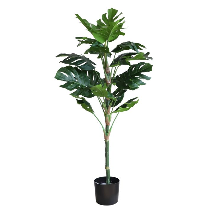 Monstera U.V F.R - 130cm