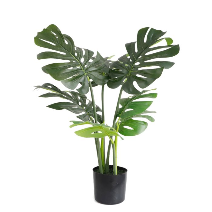 Monstera U.V F.R - 60cm