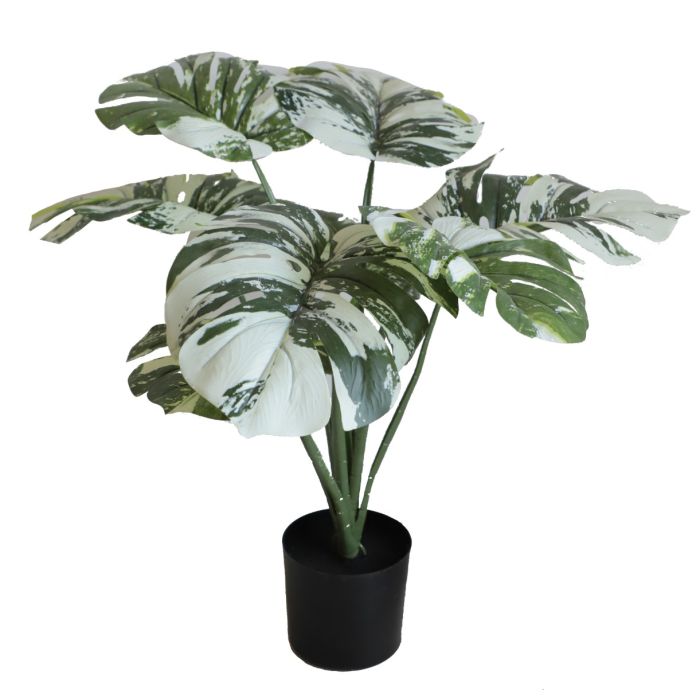 Monstera U.V F.R - 50cm