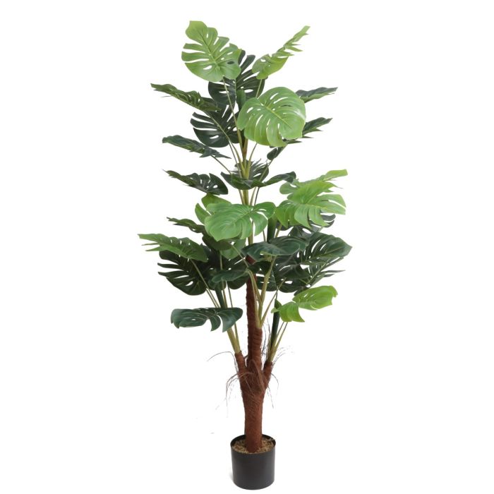 Monstera U.V F.R - 185cm