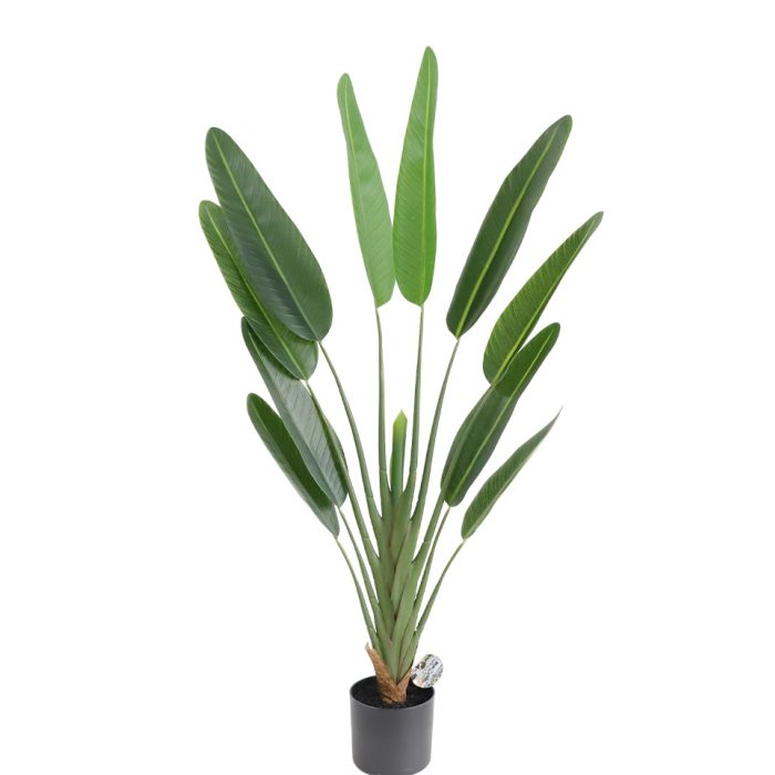 Bird of Paradise U.V F.R - 120cm