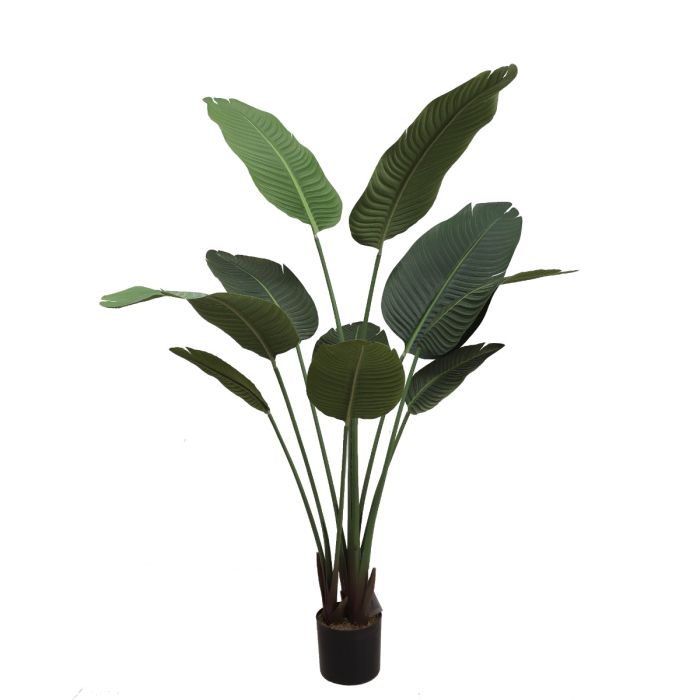 Travellers Palm U.V F.R - 150cm