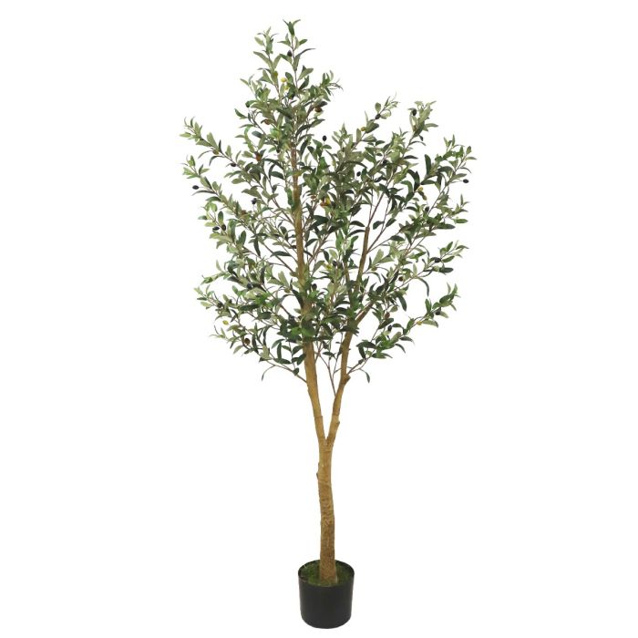 Olive Tree U.V F.R - 175cm