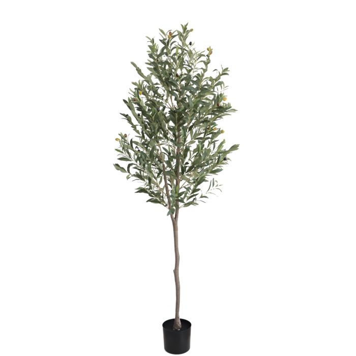 Olive Tree U.V F.R - 180cm