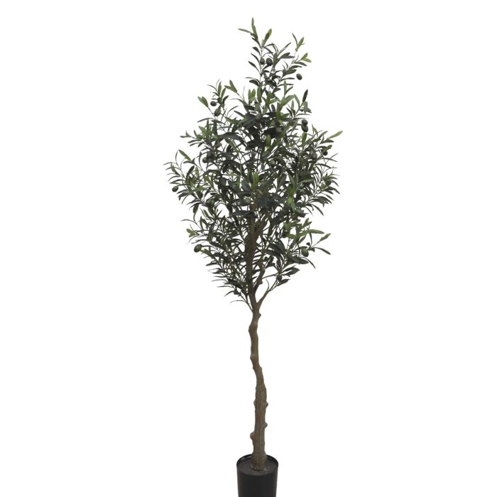 Olive Tree U.V F.R - 160cm
