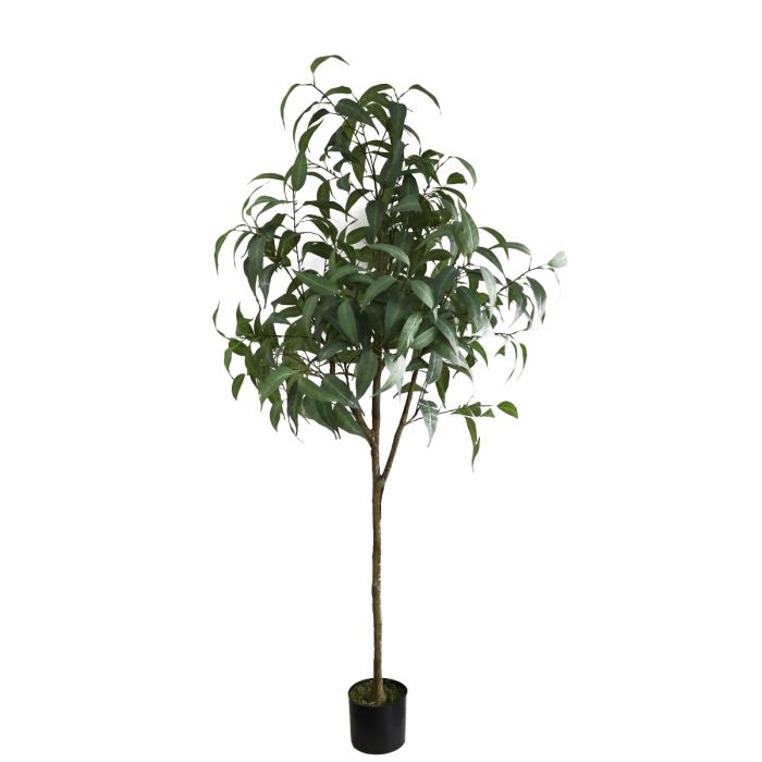 Eucalyptus Sugar Gum U.V F.R - 183cm