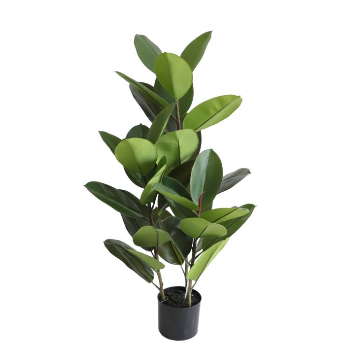 Rubber Plant U.V.F.R - 100cm
