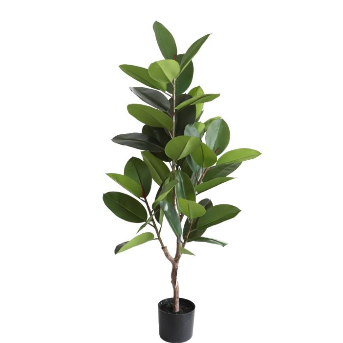 Rubber Plant U.V.F.R - 130cm