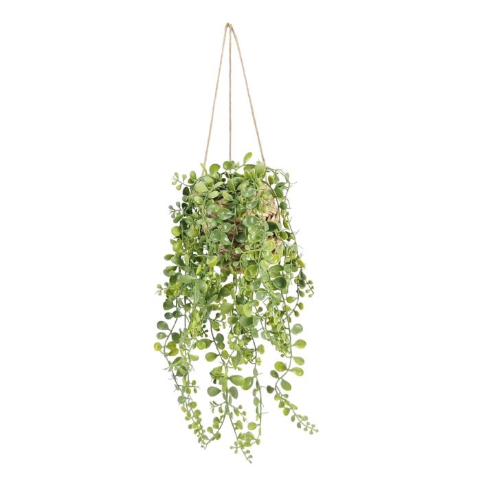 Peperomia In Hanging Basket 70cm