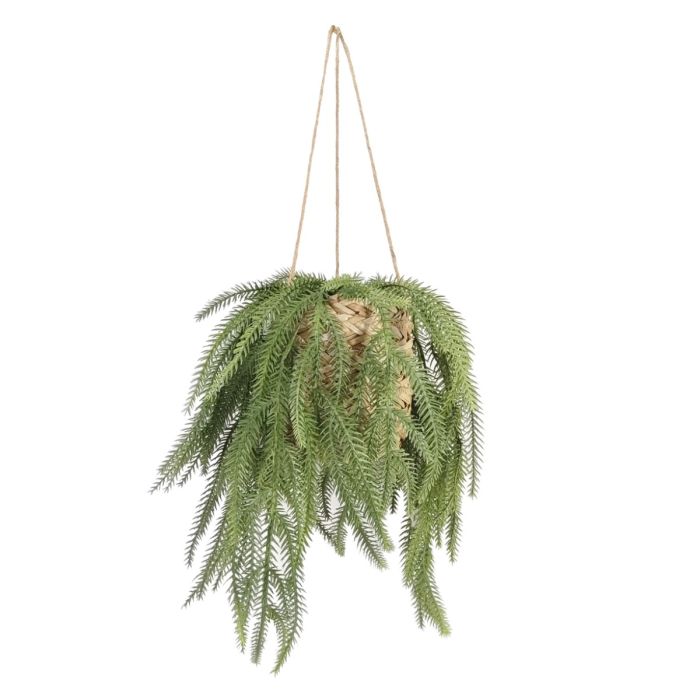 Emerald Fern In Hanging Basket 60cm
