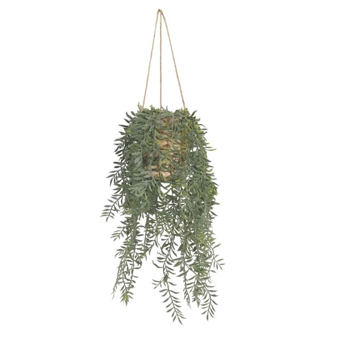 Asparagus Fern In Hanging Basket 70cm