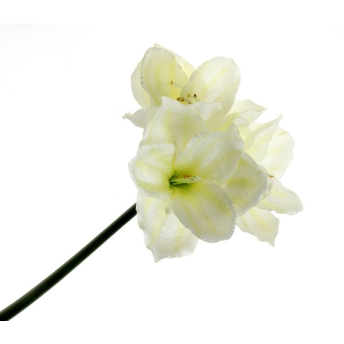 Large Amaryllis Stem - Ivory (3 heads, 75cm long)