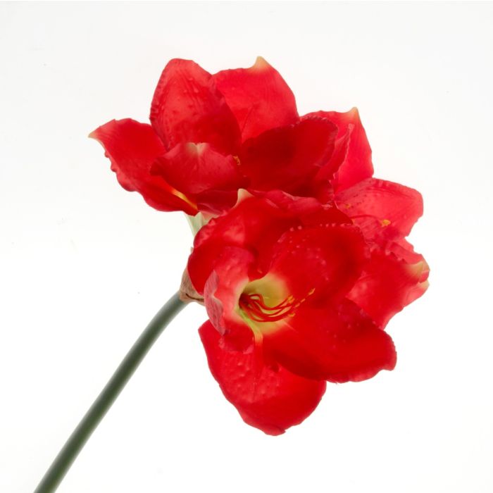 Large Amaryllis Stem - Red (3 heads, 75cm long)