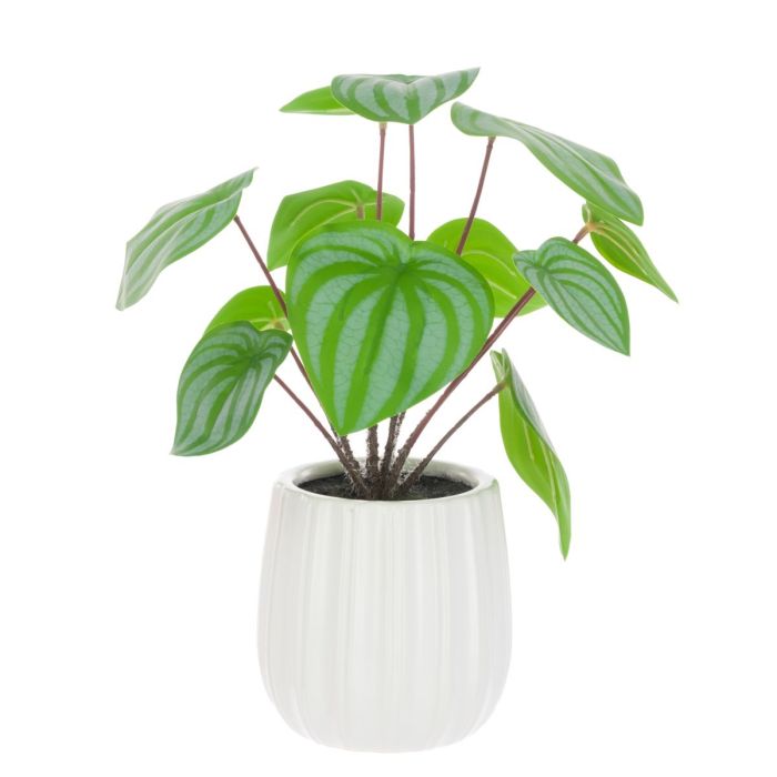 Scindapsus In Ceramic Pot 33cm