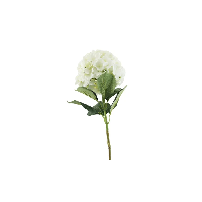 Essential Giant Hydrangea KD - Cream