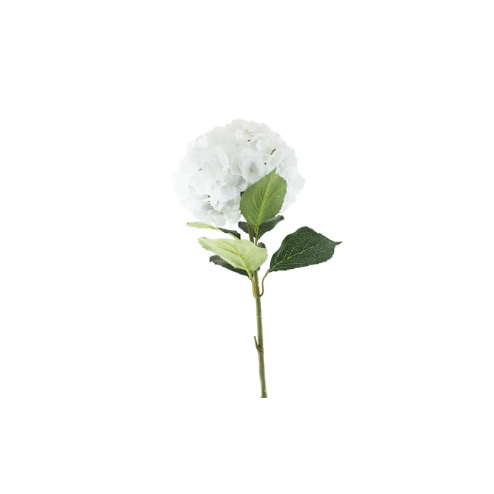 Essential Giant Hydrangea KD - White