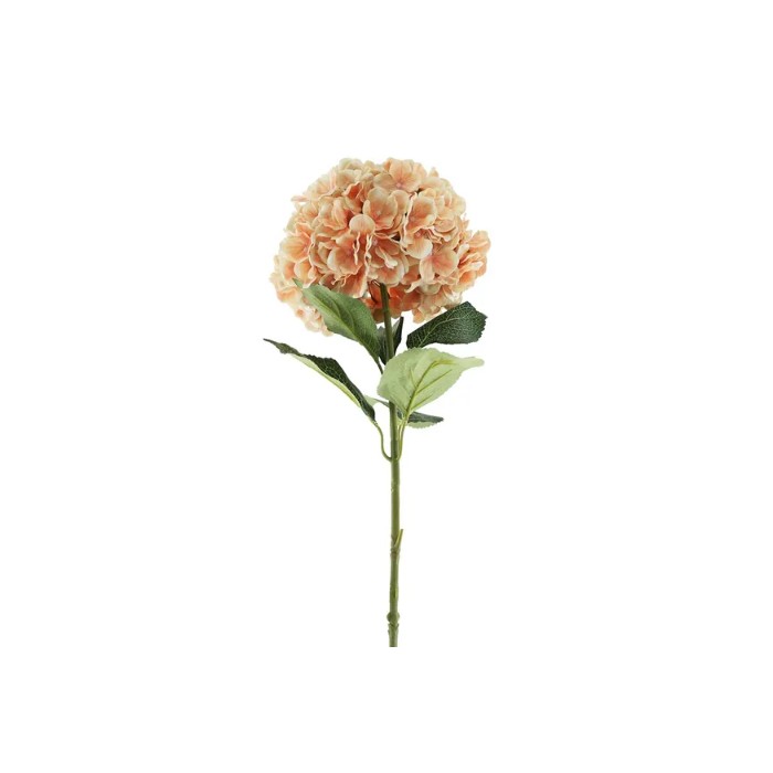 Essential Giant Hydrangea KD - Peach