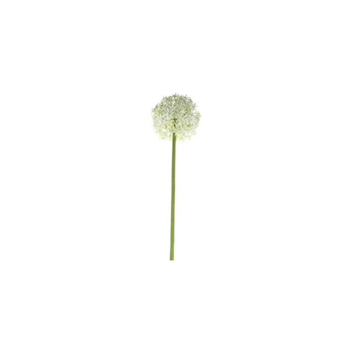 76cm Single Allium Cream/White