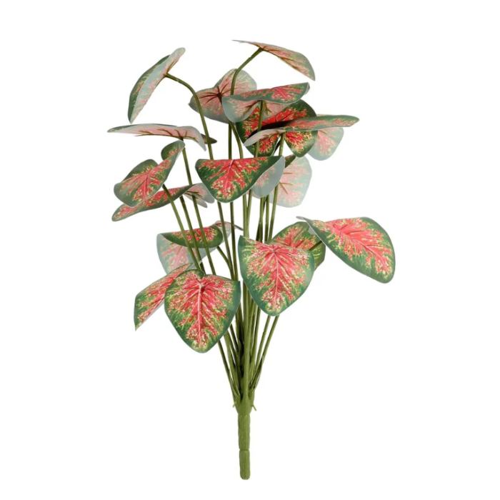 Plant House Caladium 46cm