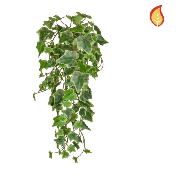 55cm Trailing Ivy Variegated FR