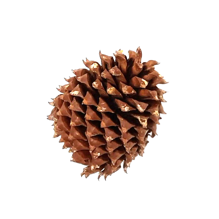 Coulter Cone Natural App 20cm
