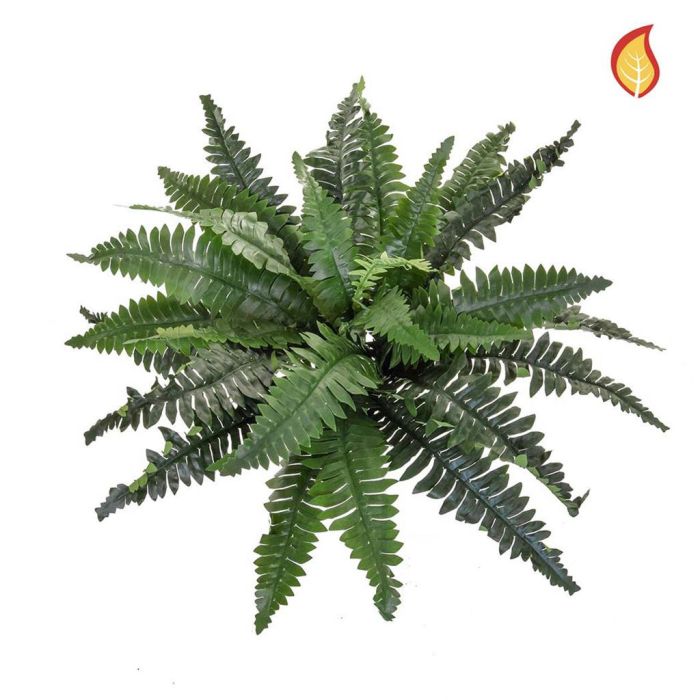 Boston Fern Medium 70cm FR