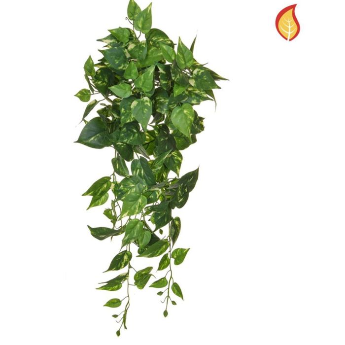 Pothos Trail 80cm FR