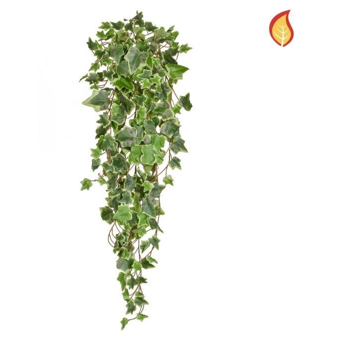 Ivy Trailing 86cm Variegated FR