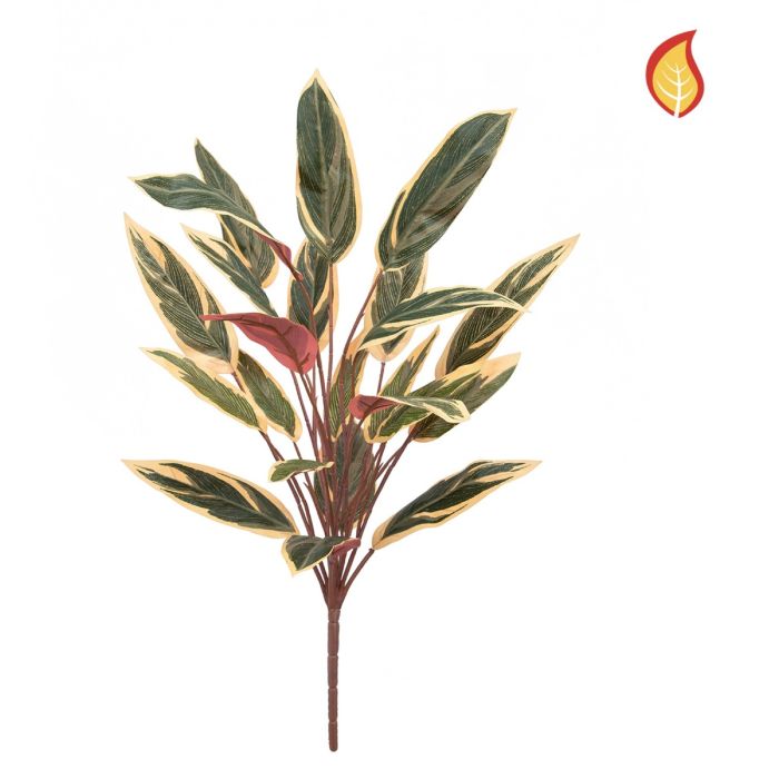 Caladium Bush 65cm FR