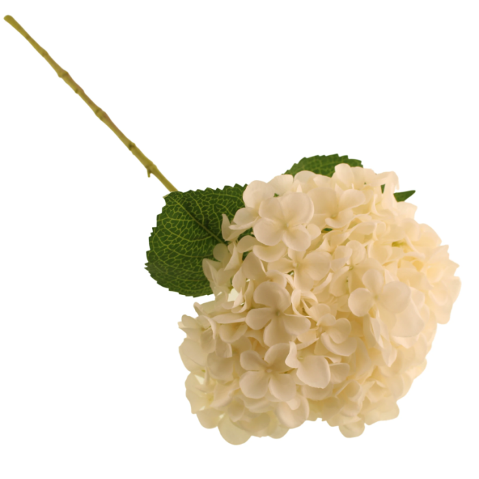 65cm Mophead Hydrangea Cream