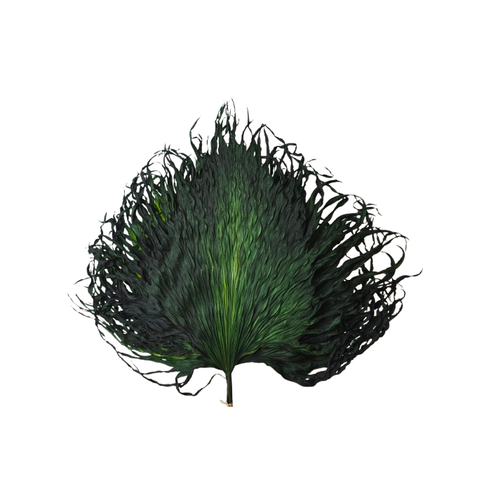 Anahaw Leaves Apple Green x 5pcs