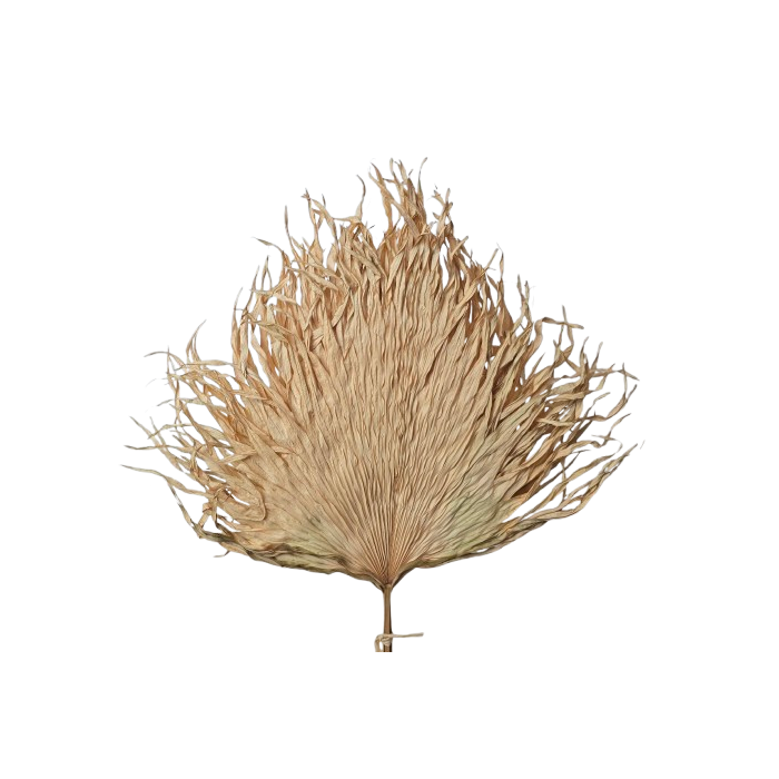 Anahaw Leaves Natural x 5pcs