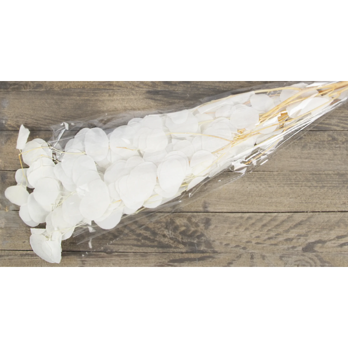 Eucalyptus Populus Bleached App 100g