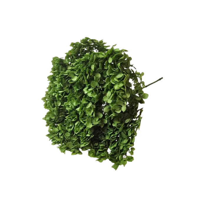 Preserved Hydrangea 25 - 30cm Natural Green