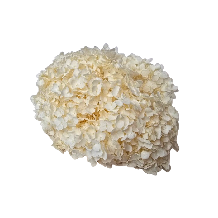 Preserved Hydrangea 25 - 30cm Bleached
