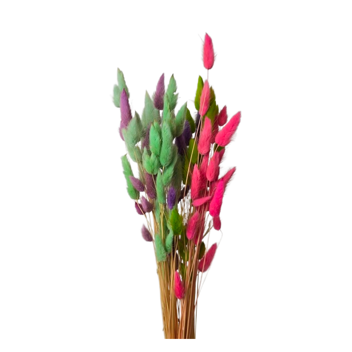 Lagarus Mixed Colours Cold App 50g